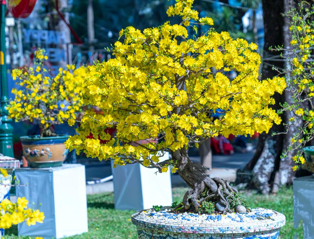 The apricot blossom